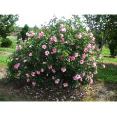 Ketmia (hibiscus)